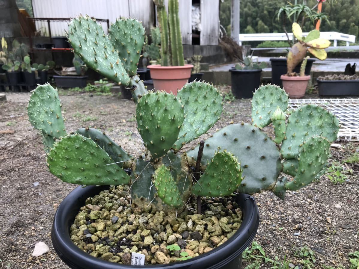 opuntia macrorhiza var. pottsii 'Bochum'（dw）Blte gelb