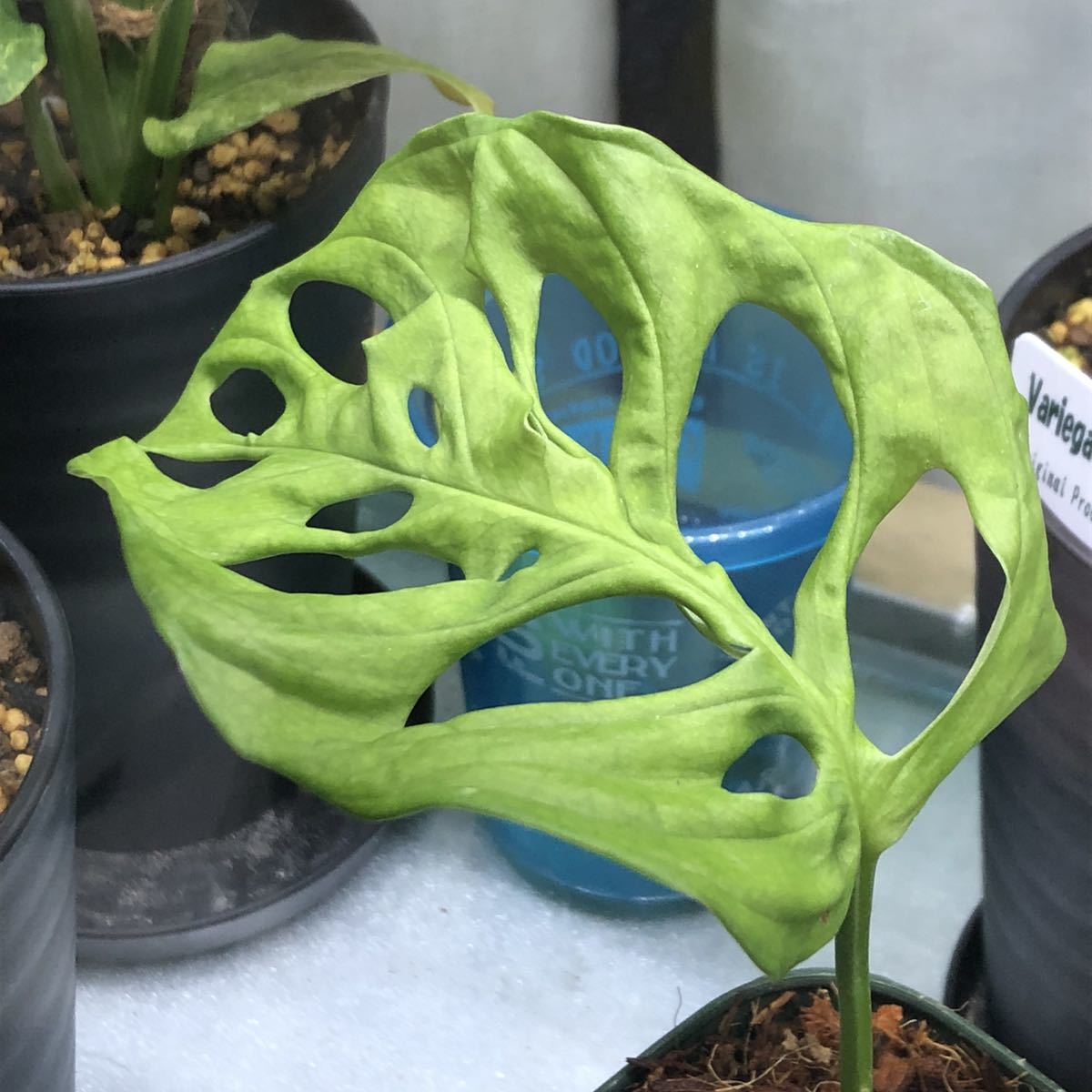 観葉植物 モンステラ オブクリア インドネシア産輸入株 検索 アダンソニー フィロデンドロン マドカズラ アロカシア マドカズラ の落札情報詳細 ヤフオク落札価格情報 オークフリー スマートフォン版
