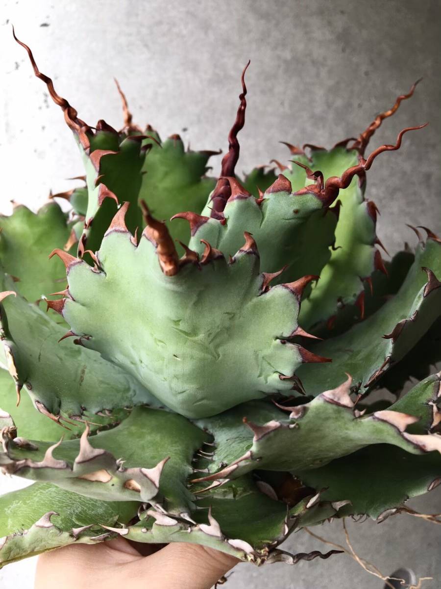 スポーン子株】アガベ ポタトラム 'スポーン' (Agave potatorum 'Spawn