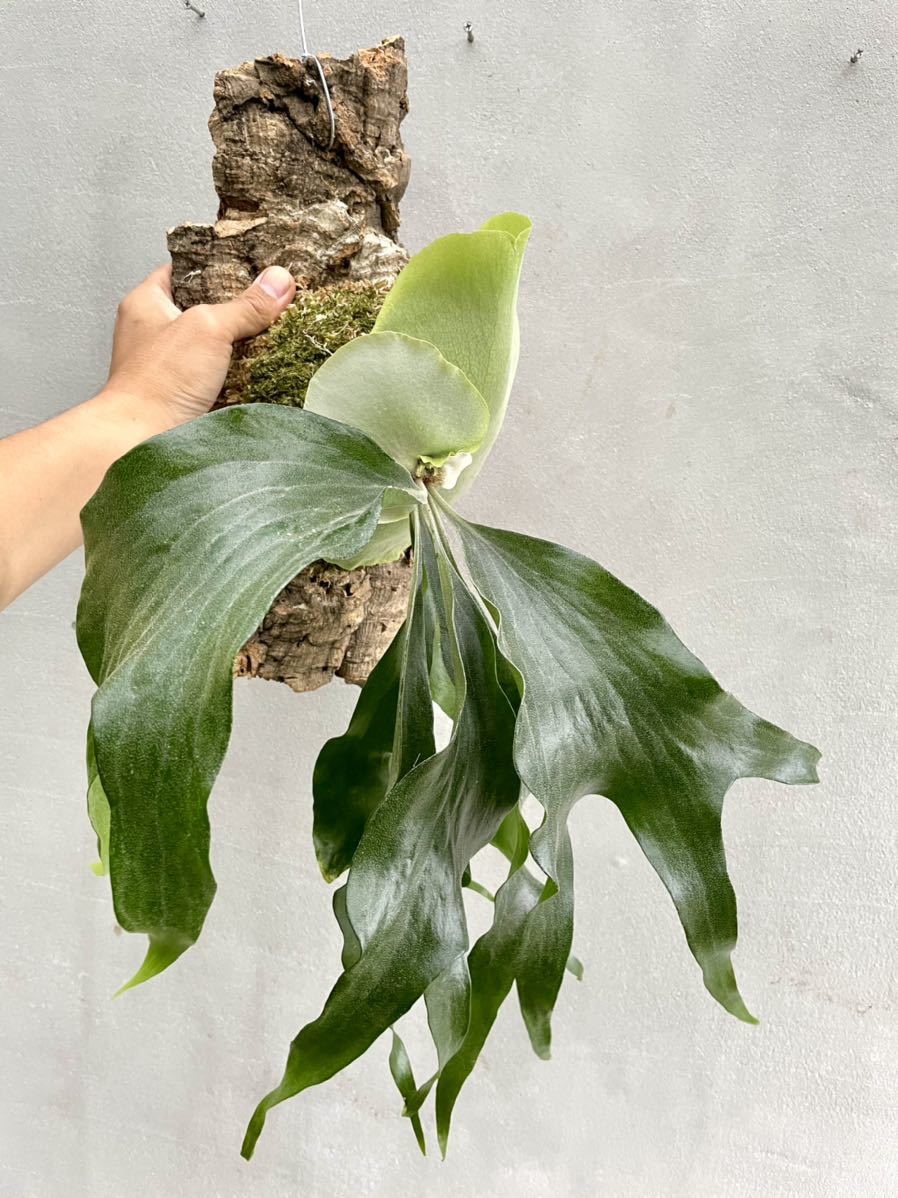 新品】P. 'Maserati' (P.Mt.lewis x P.hillii paopao) マセラティ
