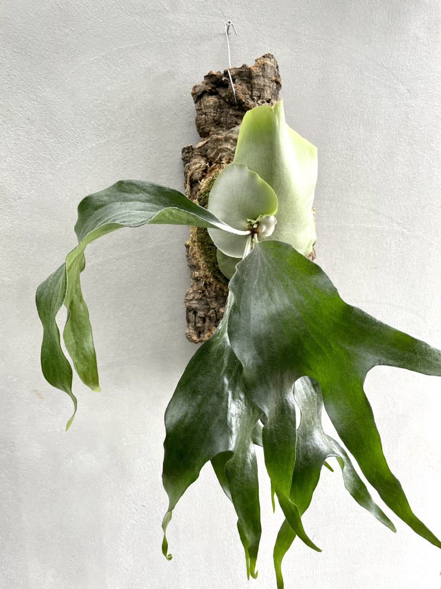 新品】P. 'Maserati' (P.Mt.lewis x P.hillii paopao) マセラティ