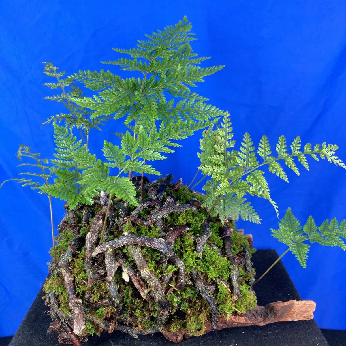 新品】山野草 シダ植物 オニシノブ 木付け 送料込 草木塔の落札情報