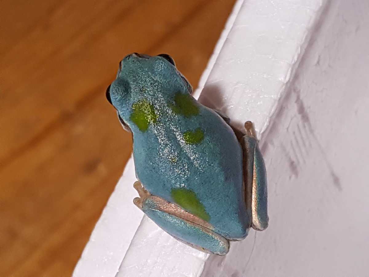 今年14匹目！ 高知県四万十川 天然アマガエル 水色・青色・ブルー あ