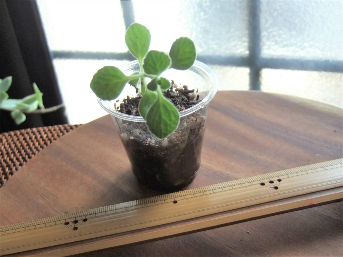 ハーブ アロマティカス カップごと発送 しっかりと発根しています ミントの香り フレーバーティー ハーブティーにも 多肉植物 の落札情報詳細 ヤフオク落札価格情報 オークフリー スマートフォン版