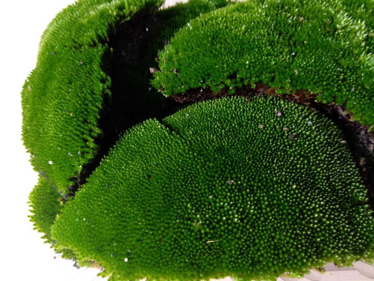 新品 特大 ホソウリゴケ 細瓜苔 大きなコロニーを詰め合わせ 饅頭苔 銀苔 苔テラリウム 盆栽化粧 の落札情報詳細 ヤフオク落札価格情報 オークフリー スマートフォン版 新品 特大 ホソウリゴケ 細瓜苔 大きなコロニーを詰め合わせ 饅頭苔 銀苔 苔テラリウム 盆栽化粧 の落札情報詳細 ヤフオク落札価格情報 オークフリー スマートフォン版