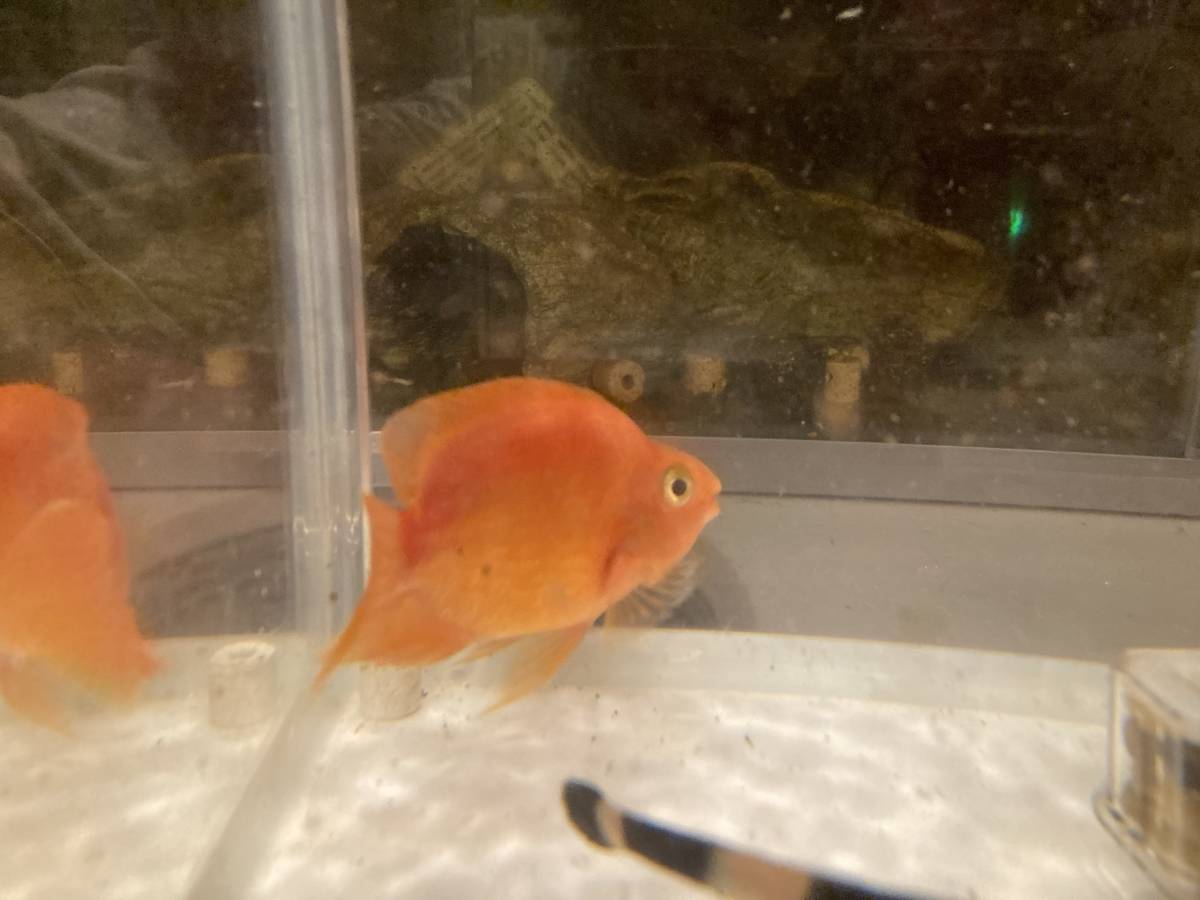 熱帯魚 キングパロットファイヤーシクリッド 8 前後 １匹とゴールデンドワーフグラミー 成魚 三匹セットです の落札情報詳細 ヤフオク落札価格情報 オークフリー スマートフォン版