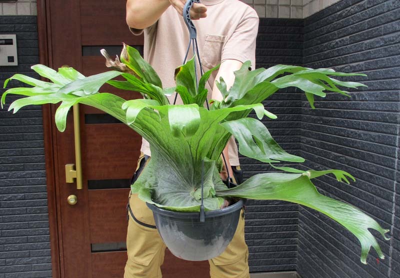 新品 現品 コウモリラン ビカクシダ グランデ 7号 ｎ15 の落札情報詳細 ヤフオク落札価格情報 オークフリー スマートフォン版