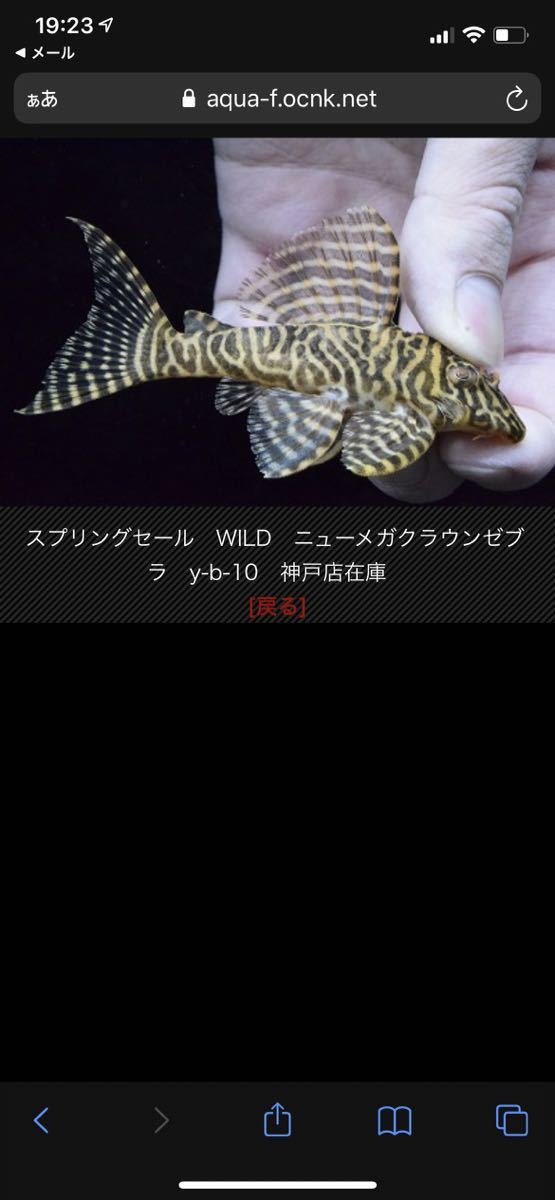 キンペコ引退 9匹セット ワイルド2匹 ブリード7匹 L333 L236 