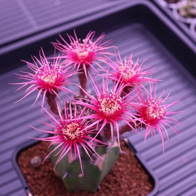 サボテン メディオロビビア♪カキコ1つ