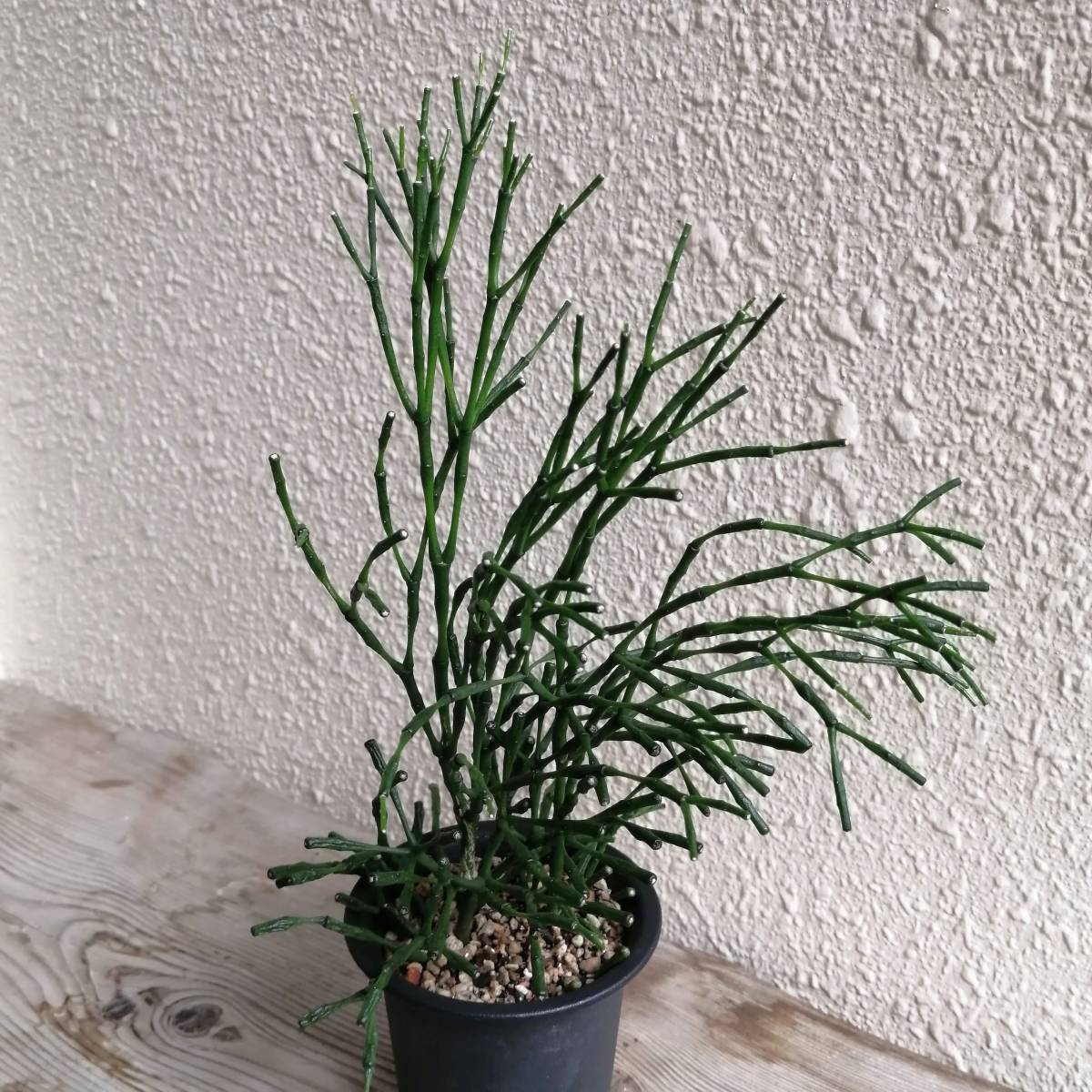 たに様専用❣️A多肉植物 リプサリス ハティオラ バンブソイデス