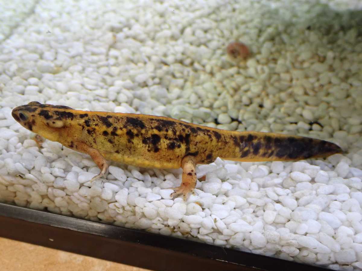 アマミシリケンイモリ 色変り個体オス アマミシリケンイモリ