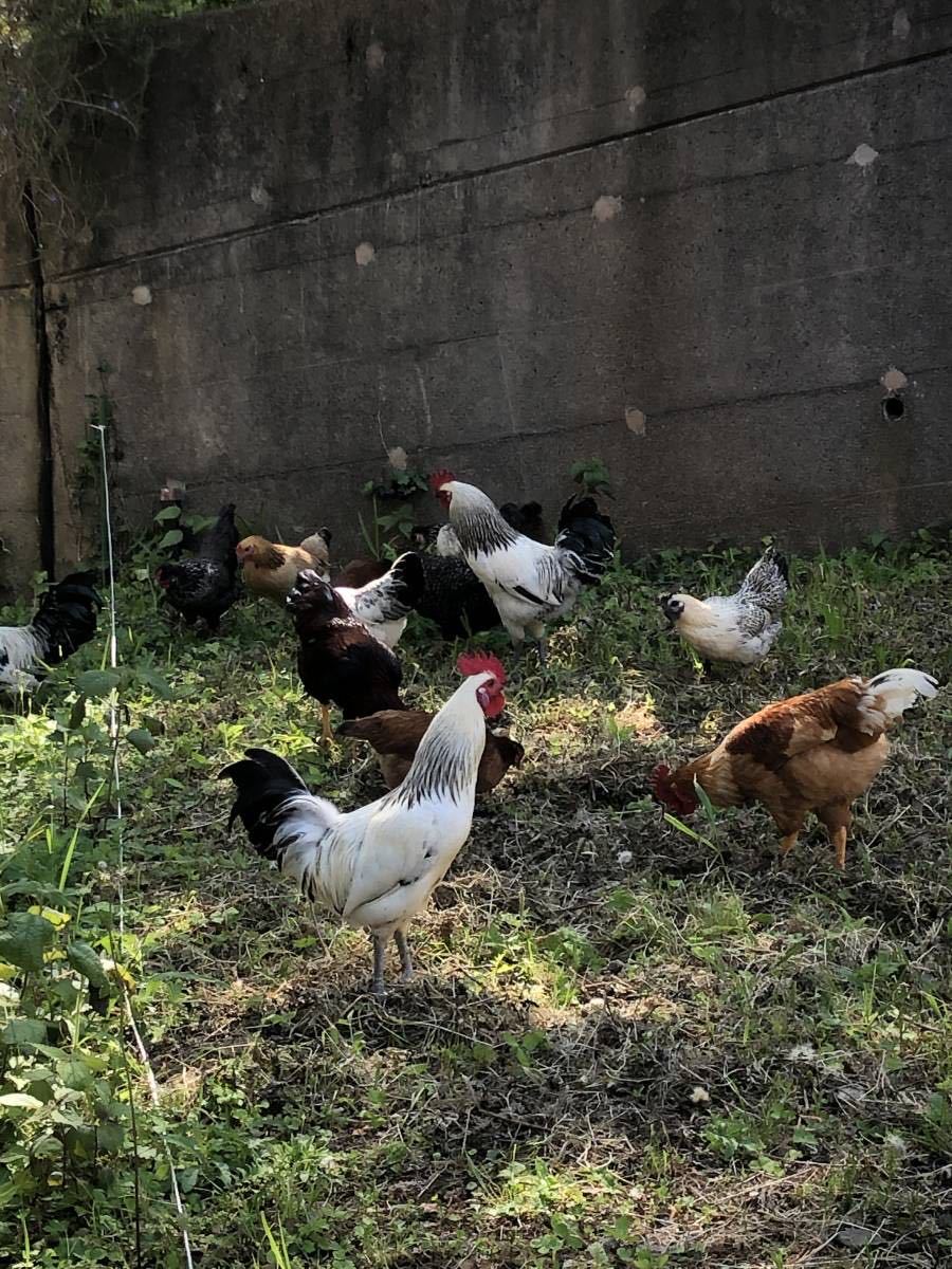 買得 Nanairoヒメウズラの有精卵個 Www Takemetotheriver Ca