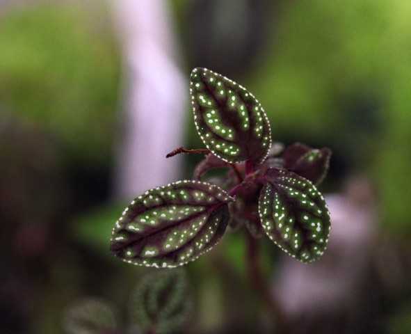 Melastma sp.“White dot” Ranau [WWR便] メラストマsp.ホワイトドット