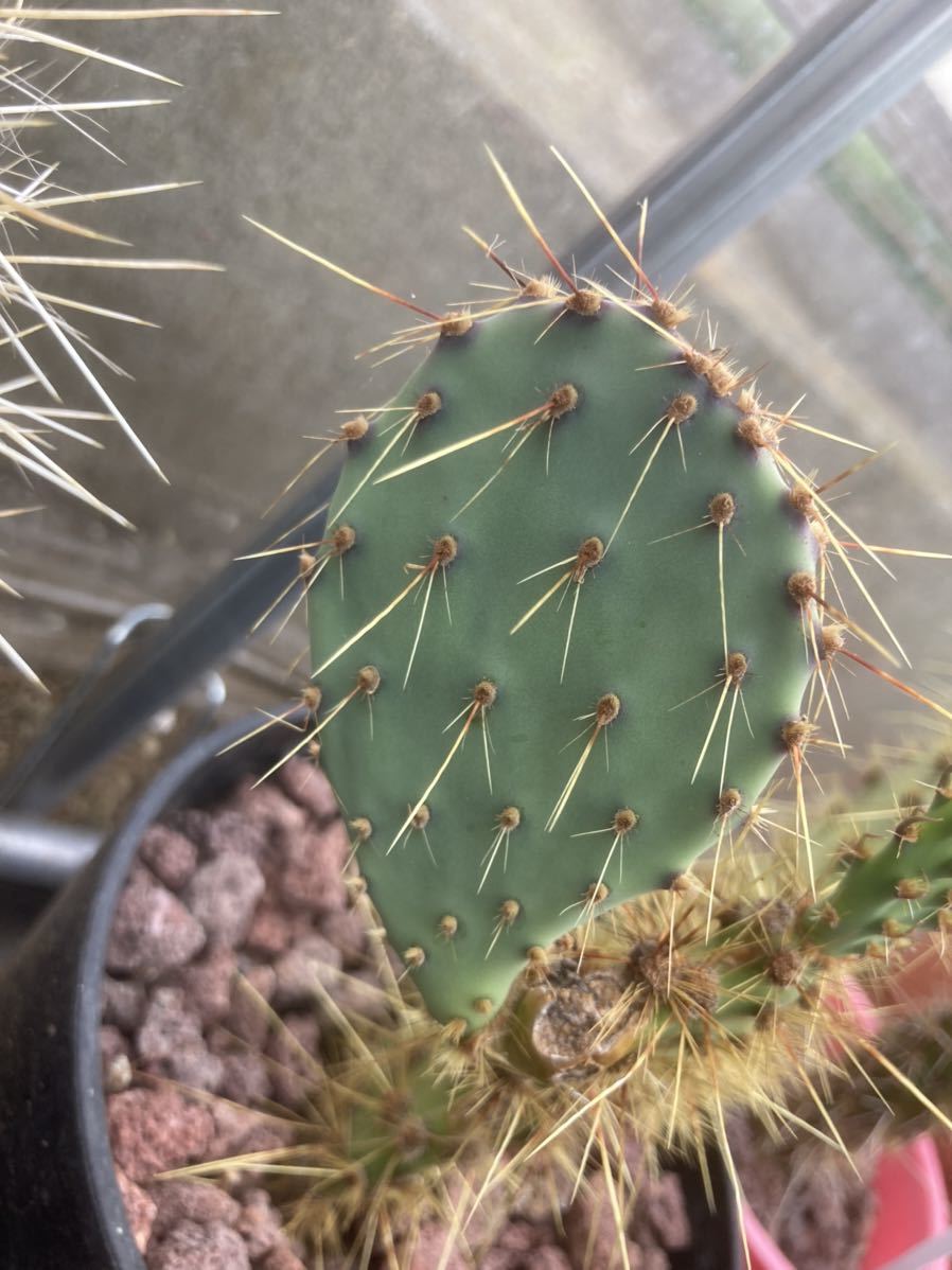 多肉植物 サボテン ウチワ ウチワサボテン オプンチア 団扇 種 種子10粒 黄花 安心の定価販売 ウチワサボテン