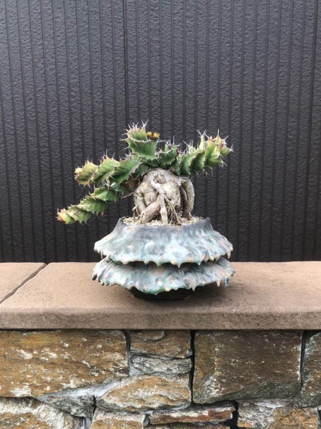 大西雄三郎 Y鉢 raw life factory invisibleink 大西雄三郎 Y鉢 raw life factory invisibleink 大西雄三郎 Y鉢 raw