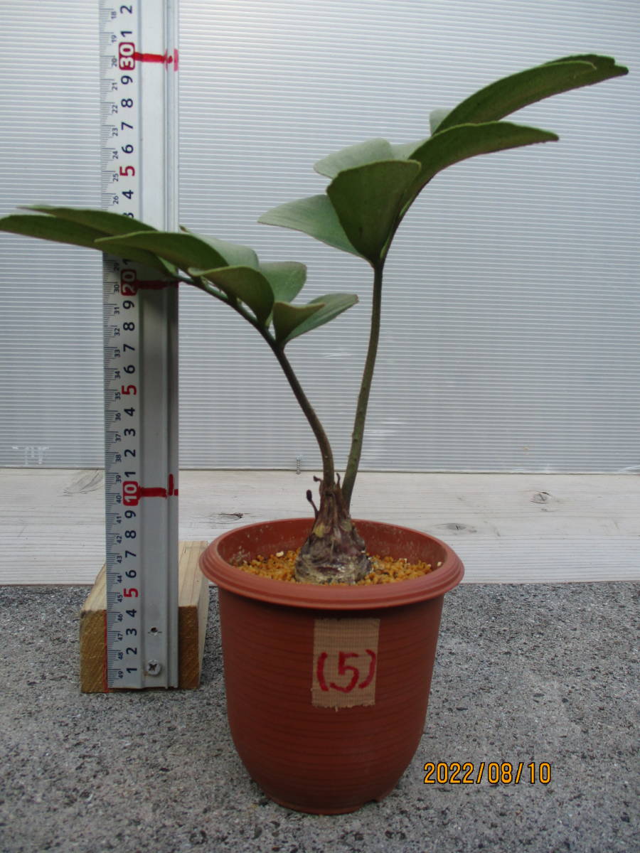 ディオーン エデュレ21 3.5号鉢 観葉植物 メキシコ原産