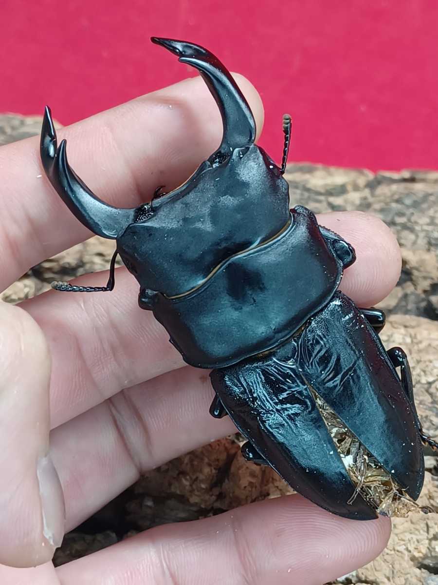 かわいい 能勢sr血統 オス81mm メス50mm ギネス血統 Pppxxxppp0000さん購入して品 国産オオクワガタ Www Takemetotheriver Ca