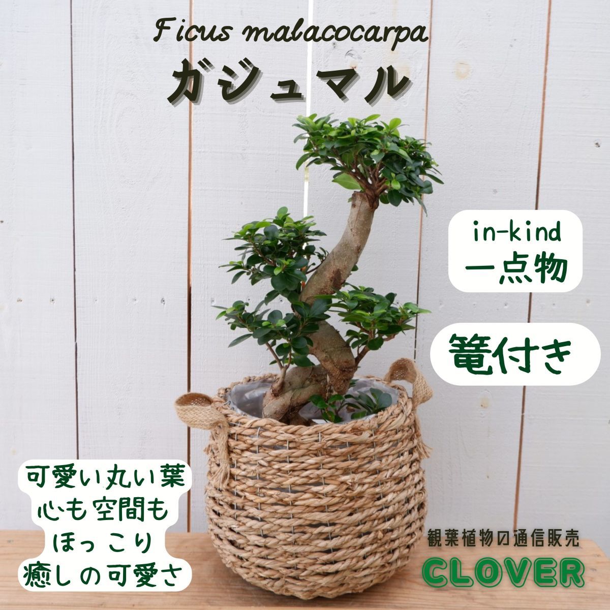 日本公式通販サイト 希少 レア おすすめ 種類 育てやすい 室内 おしゃれ 御祝い お祝い インテリア 観葉植物 限品 パンダガジュマル 観葉植物 Landecker Com Br