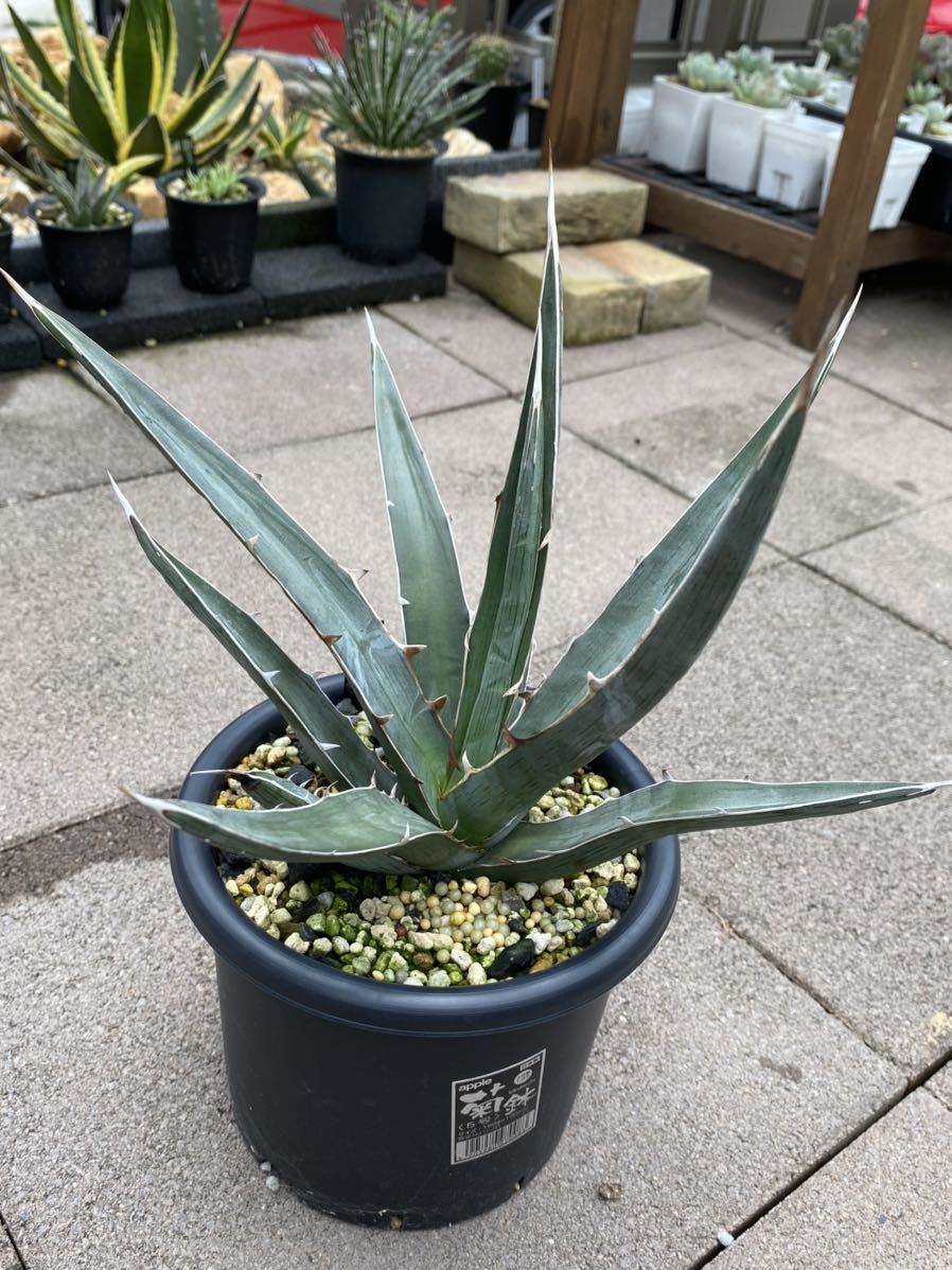 キシロナカンサブルー約60cm大苗 アガベ キシロナカンサ ブルー