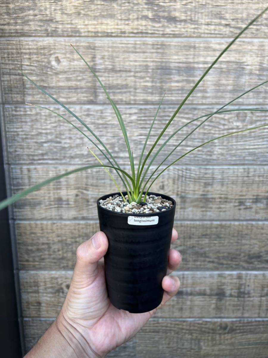 ダシリリオン25万均一