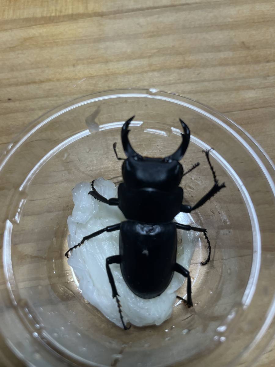 札幌発】北海道産 ヒメオオクワガタ 昆虫標本 no.98