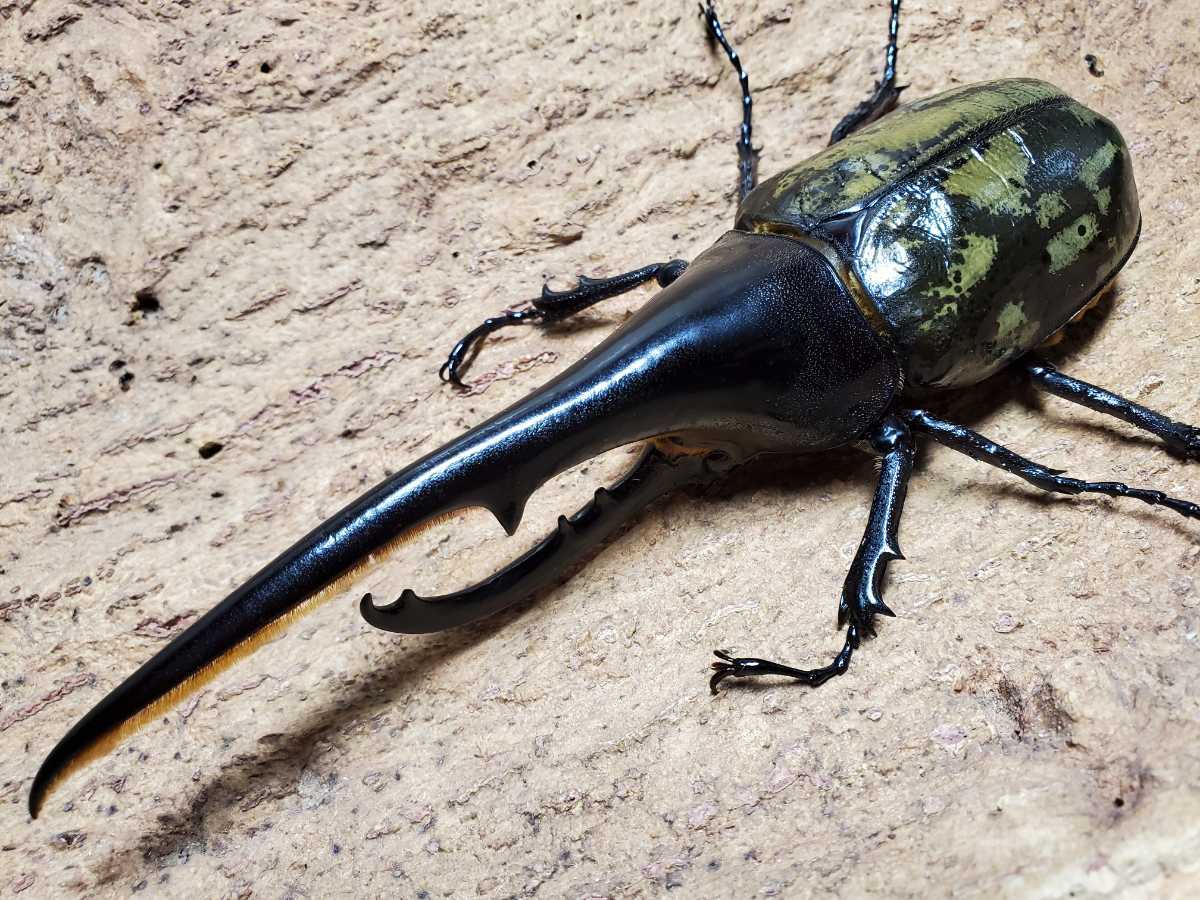 商談中！ヘラクレスオオカブト 売ります！