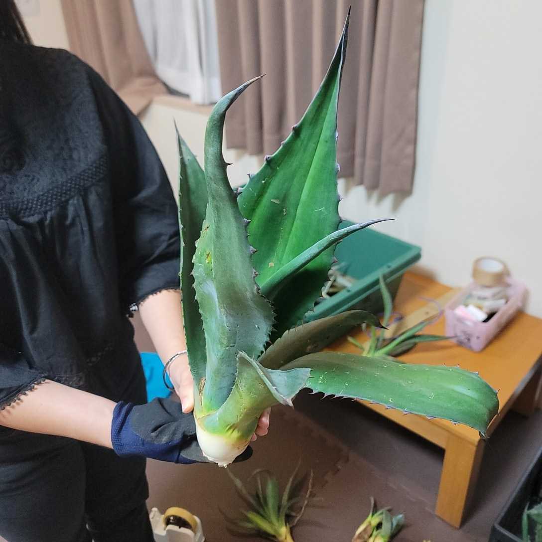 アガベ アトロビレンス　シグマトフィラ　特大株 Agave atrovirens var. sigmatophylla アガベ アトロビレンス