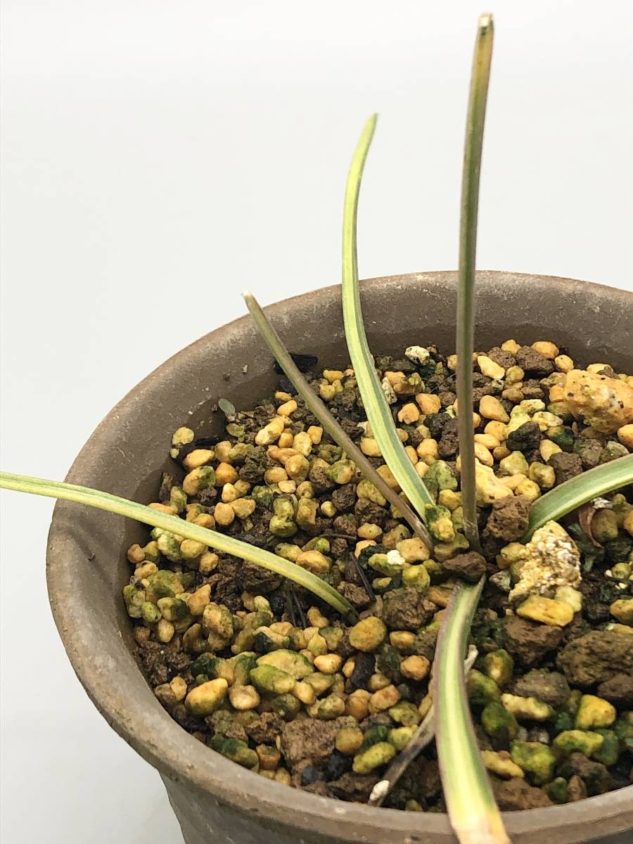 No.2》大分県産天然砂金 大きめ57粒セット