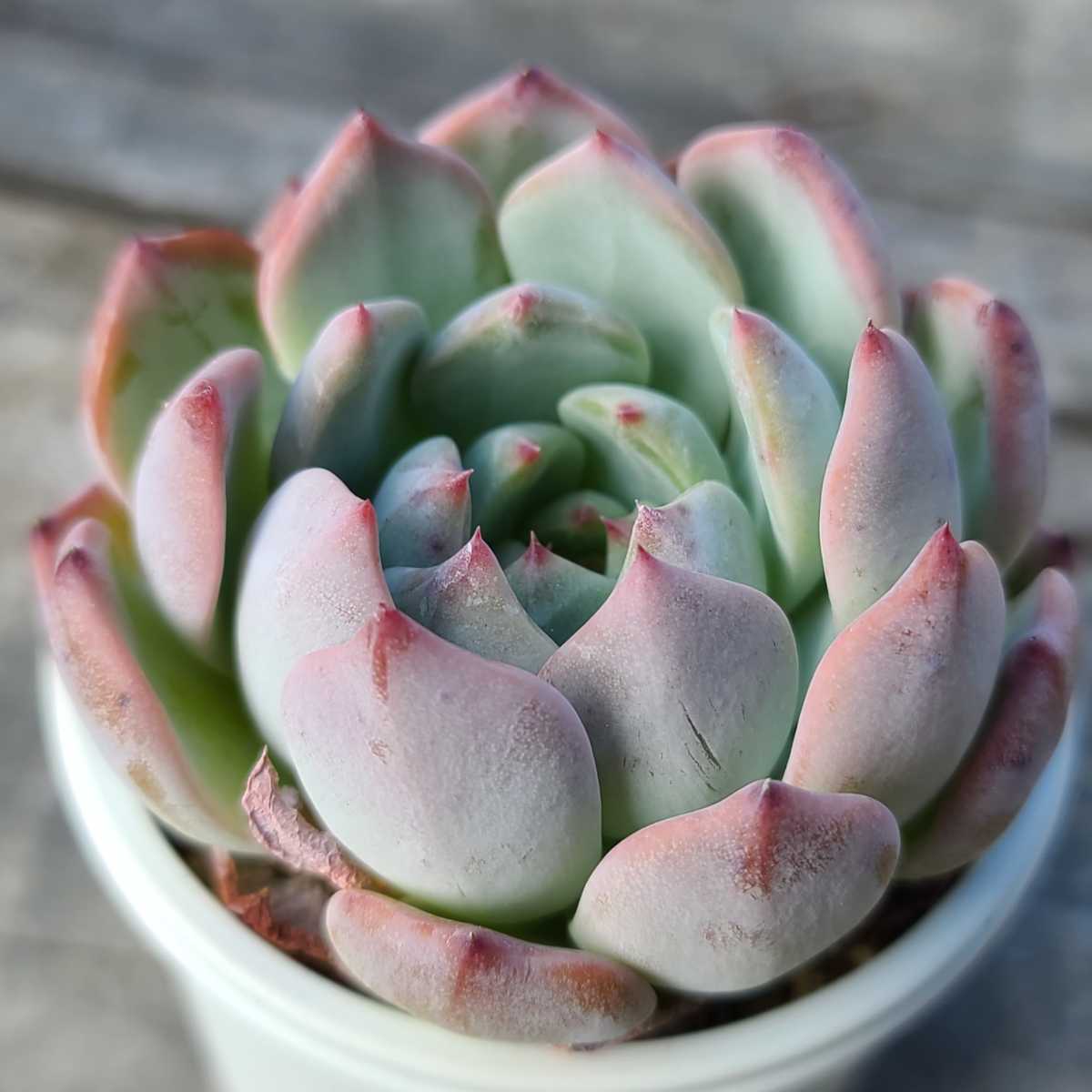 おらいさん苗　相府蓮xそわそわ　青札 おらいさん苗 相府蓮xそわそわ 青札 おらいさん苗 相府蓮