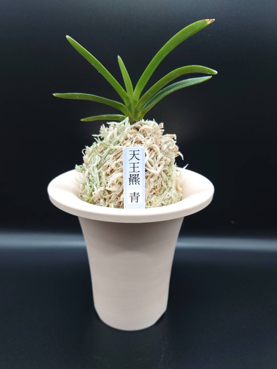 【とみまつ】富貴蘭　「羆」　天王羆！ ☆富貴蘭☆ 羆の青 天王植木系