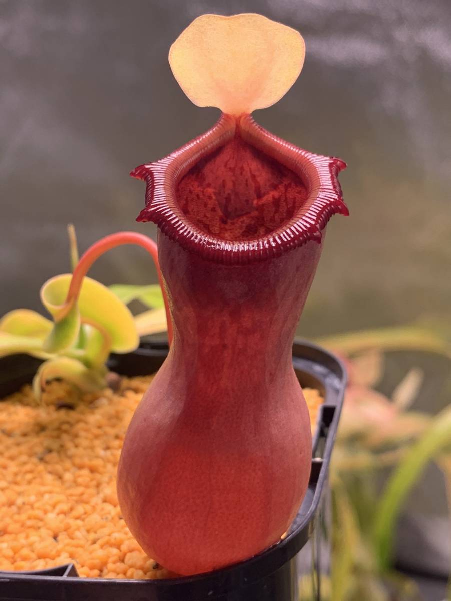 ネペンテス ガヤ 釣り鉢ごと発送 ネペンテス ガヤ 釣り鉢ごと発送 PLANCHU 食虫植物 ネペンテス ガヤ 5