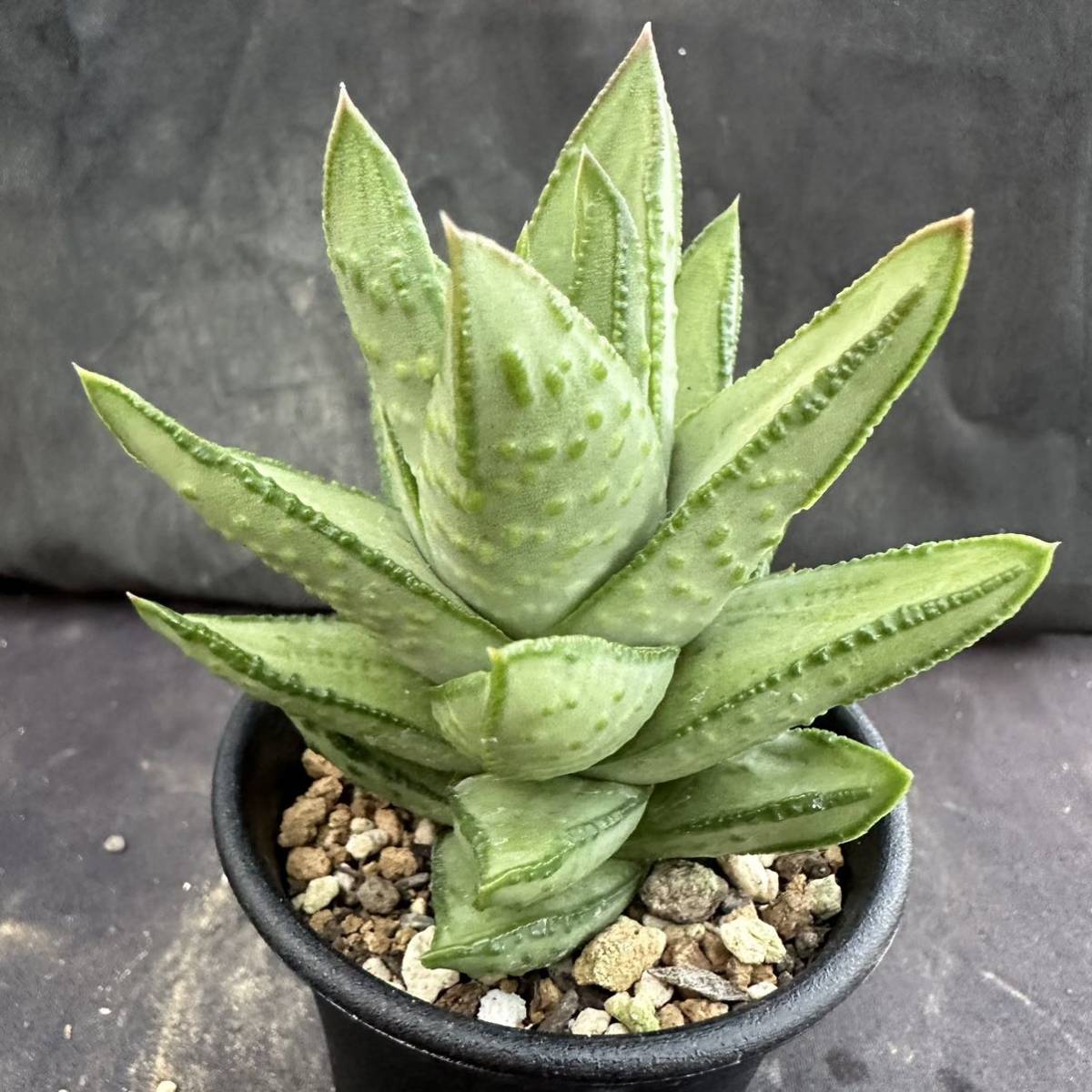 アストロロバ　ハリー　大株 アストロロバハリー大株