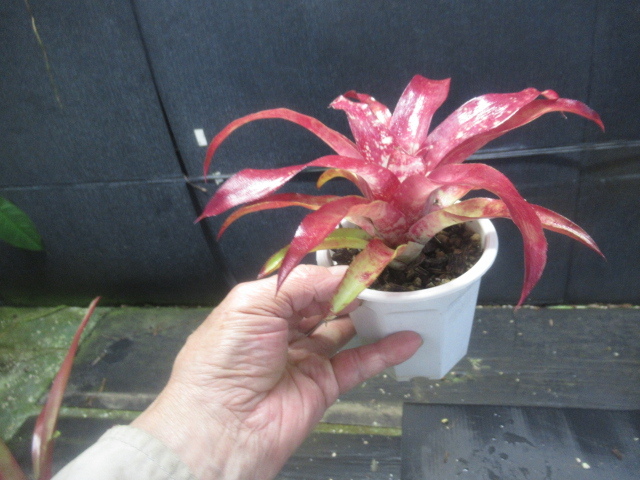 ＫＮ　ネオレゲリア　‘ＪＳブラウン‘　　0.8Ｍ以下 Neoregelia Hyb artPLANTs⁄PLANTS GARAGEネオレゲリア