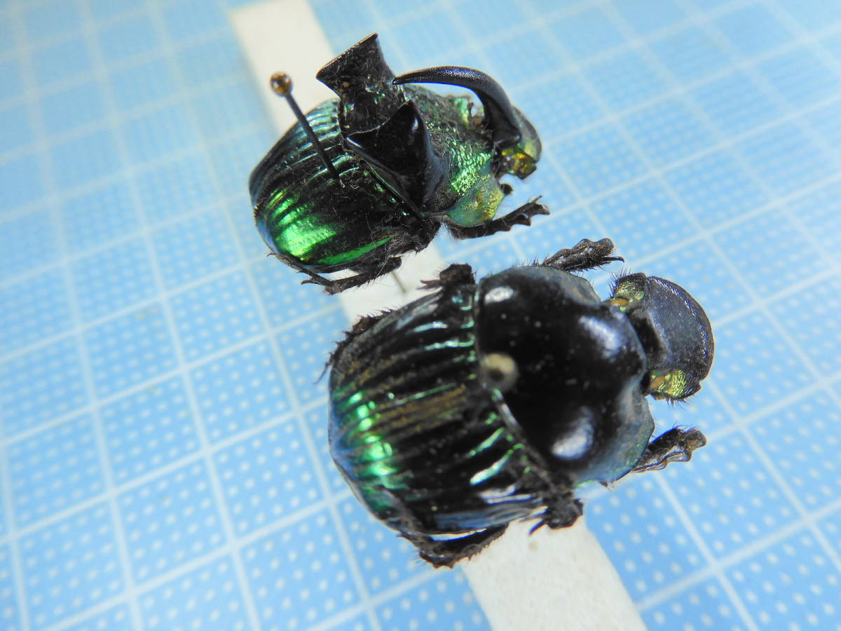 標本デーモンニジダイコクコガネ3頭セット