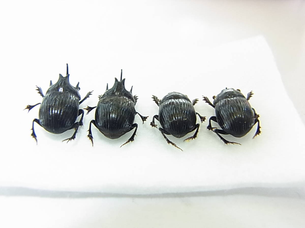 未使用】滋賀県多賀町産ゴホンダイコクコガネ2ペア（標本）の落札情報