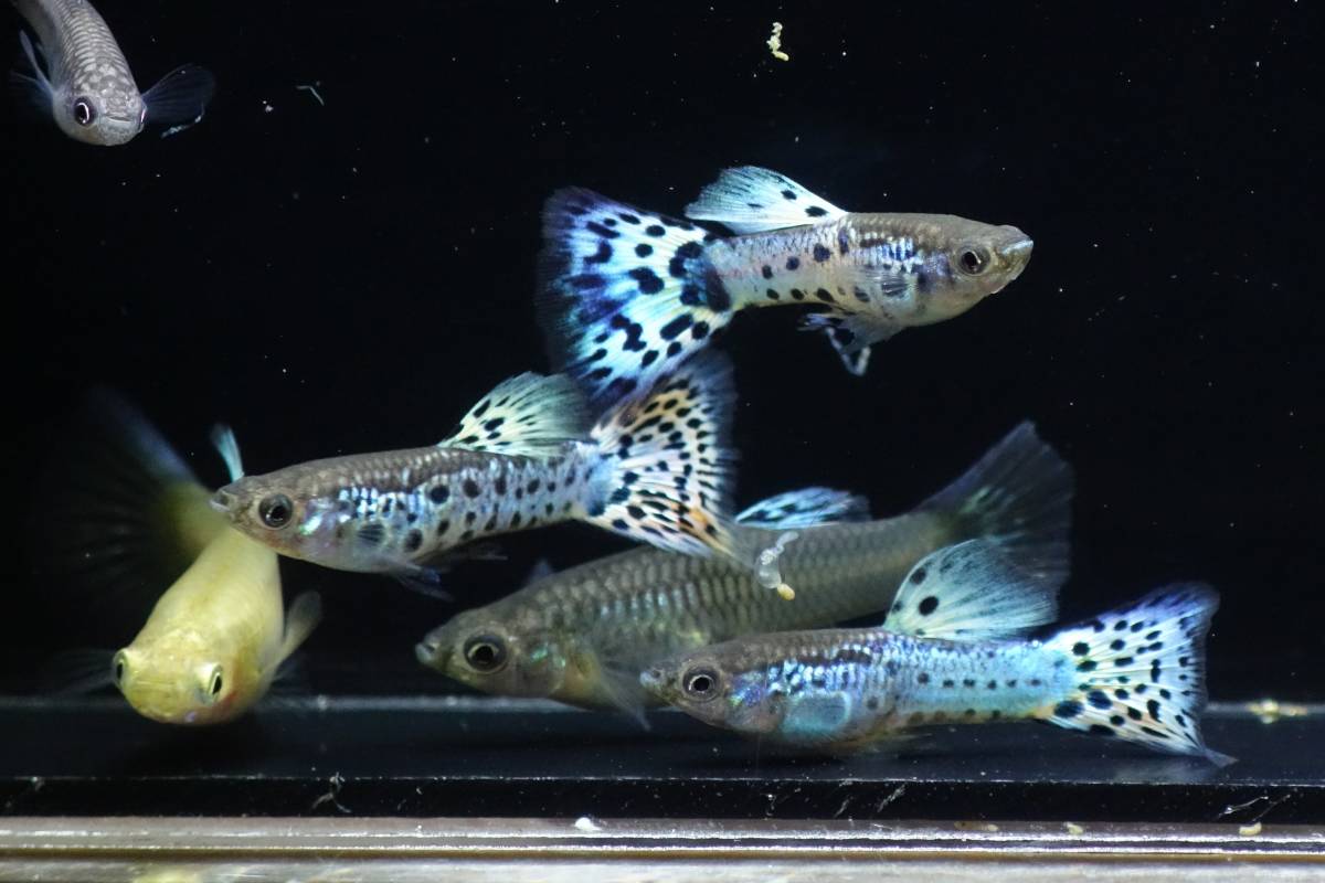 新品】全国送料無料 ミックスグッピー ２から３ＣＭ ５０匹セット 全て ...