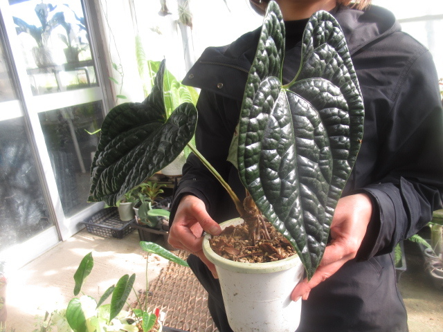 Anthurium debilis — Ecuagenera USA Corp
