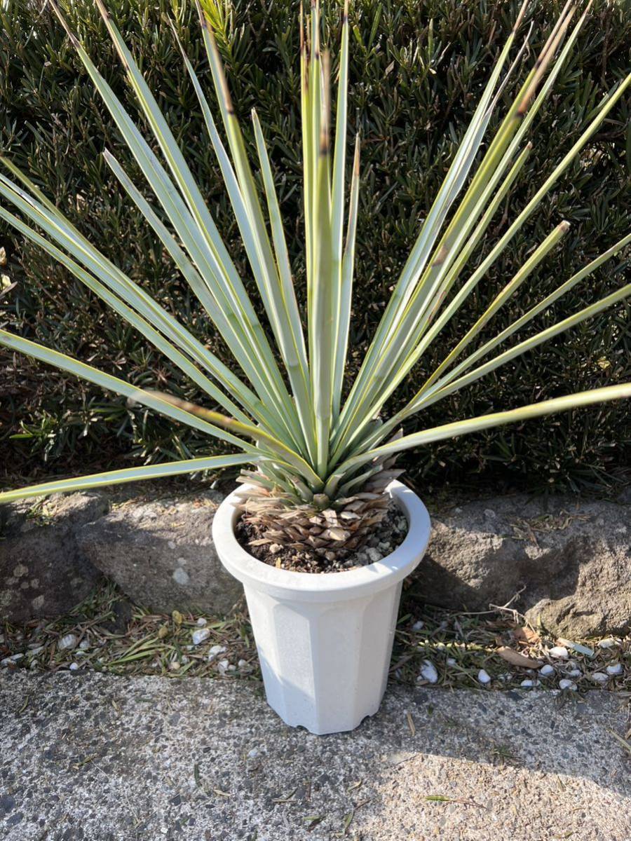楽天市場】ユッカ リギダ : おぎはら植物園