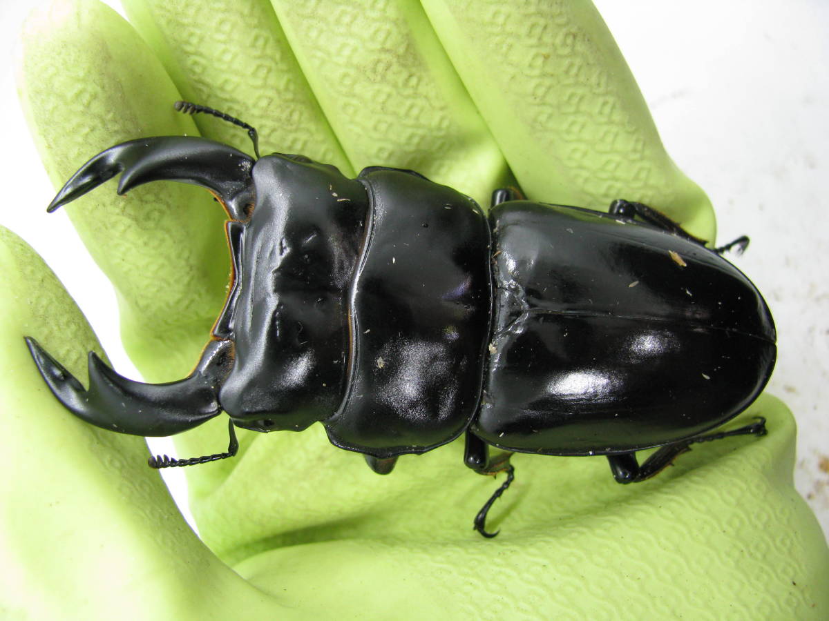 ヨーロッパミヤマクワガタ ♂79㎜♀46㎜