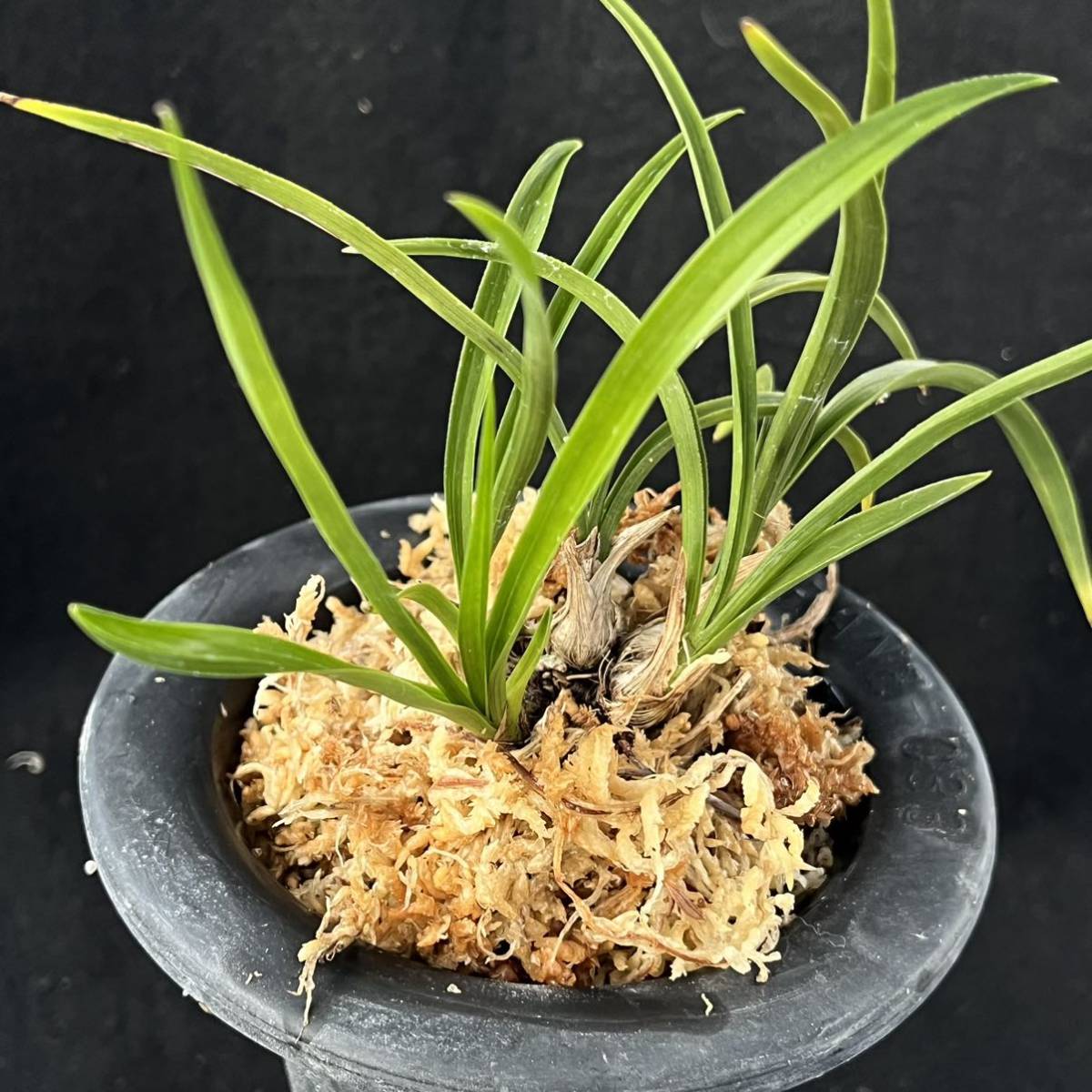 ☆韓国春蘭 登録銘品「新羅」羅紗チャボ白覆輪 上木新木前