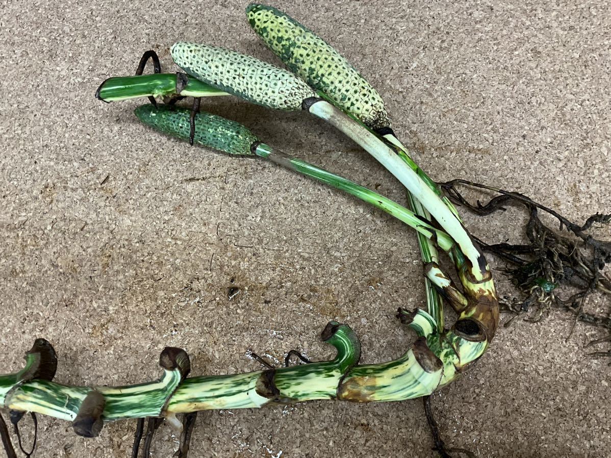 最高級 希少 モンステラボルシギアナ ホワイトタイガーハーフムーン1鉢