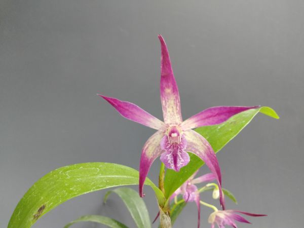目立った傷や汚れなし】1632【花付き株】デンドロビューム マローン