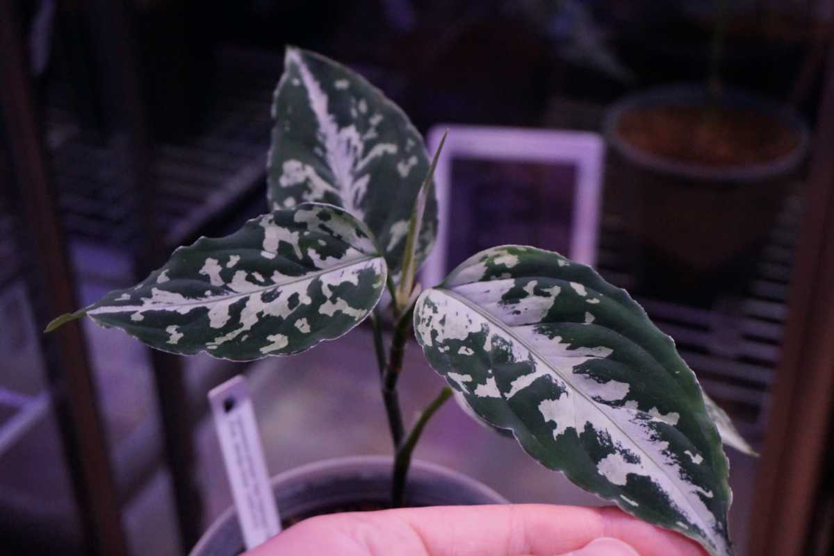 いちごタグ付き]アグラオネマピクタム スタープラチナ いちごタグ付き