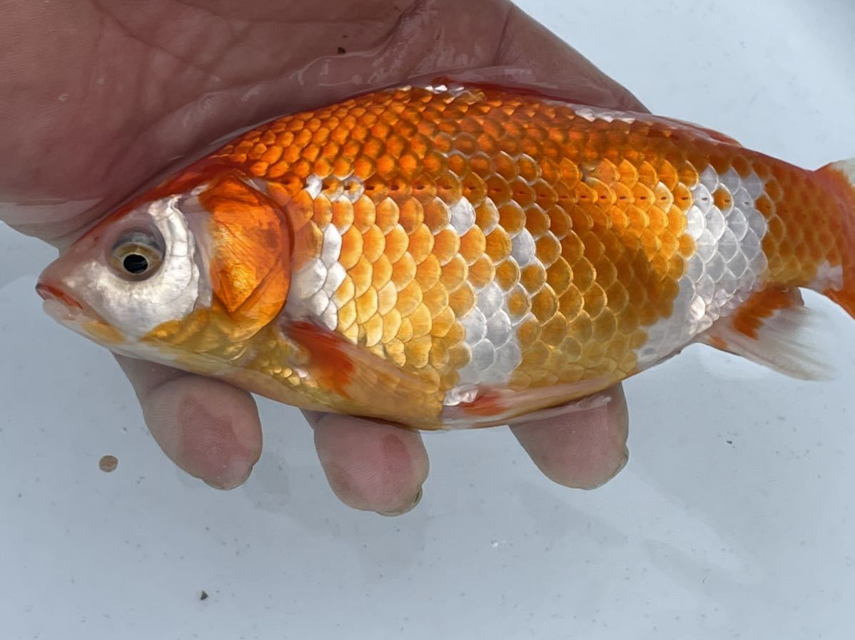 動画有り】上物ミロク美濃紅和金明け3歳18.5㎝前後熊本