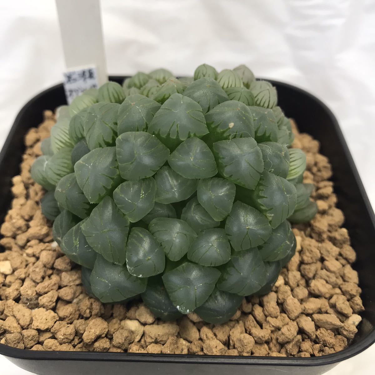 11AAA ハオルチア 多肉植物 萩原NO.5錦糊斑 自家繁殖
