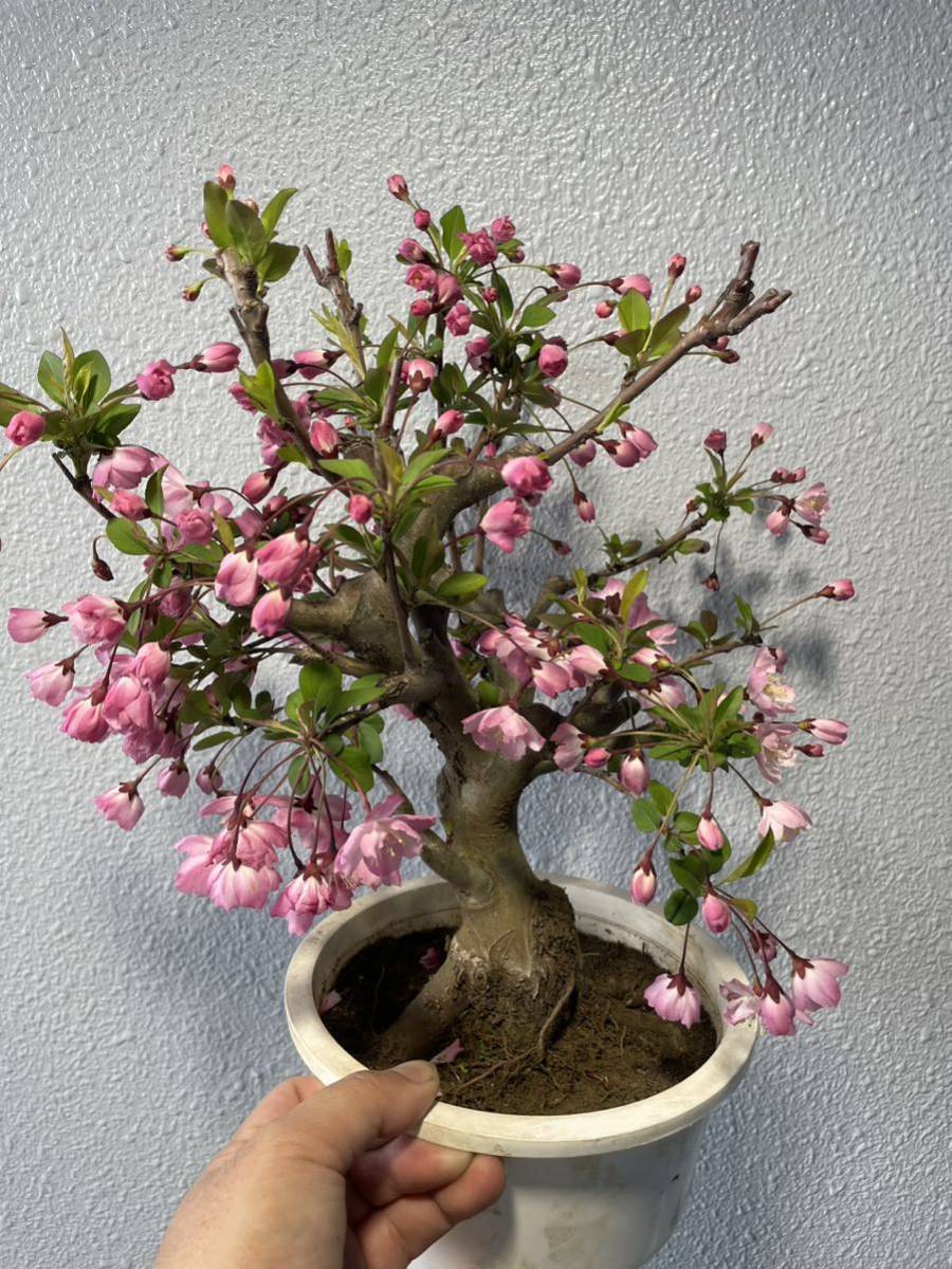 目立った傷や汚れなし】ハナカイドウ 花海棠 (Malus halliana) 盆栽 中