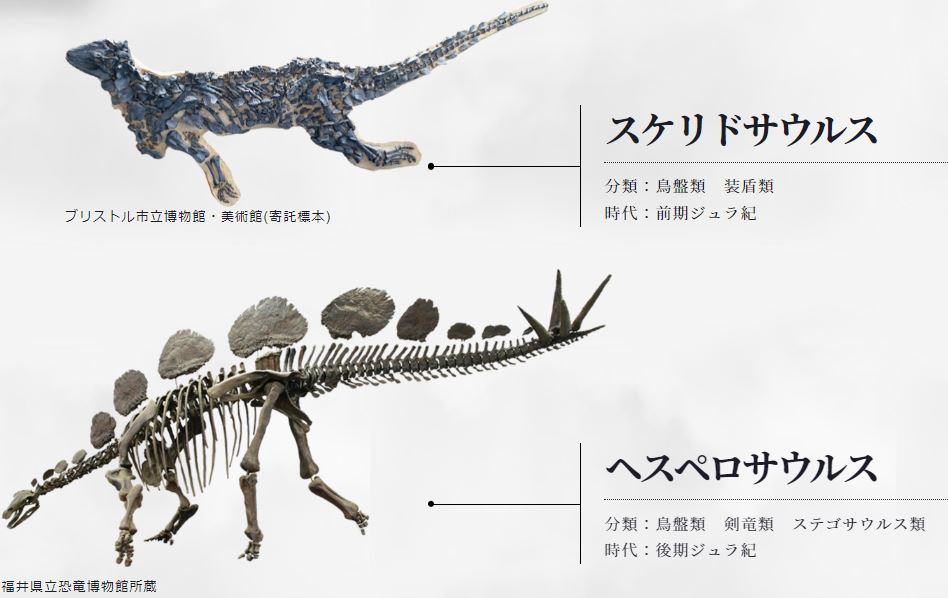 話題のスピノサウルス科恐竜「スコミムス」のハンドクロウ、フット