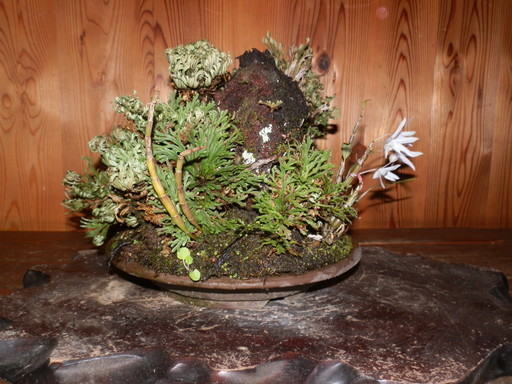 イワヒバ 富士山 溶岩