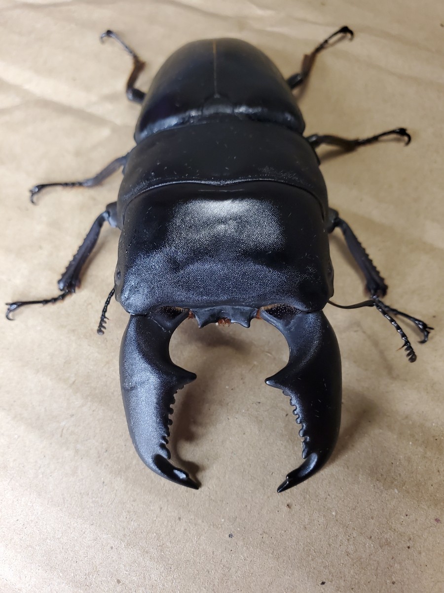 insectbase)ハーキュリーT血統スマトラ大型血統 ♂93㎜ペア‼️一度使用