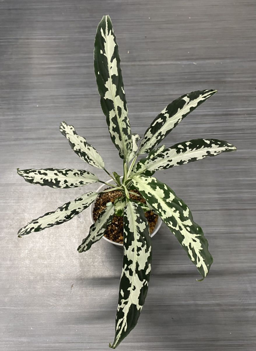 激レア LA便 Aglaonema pictum Nix 【LA0712-00】 【公式通販】 激レア LA便 Aglaonema pictum Nix 【LA0712-00】 【公式通販】